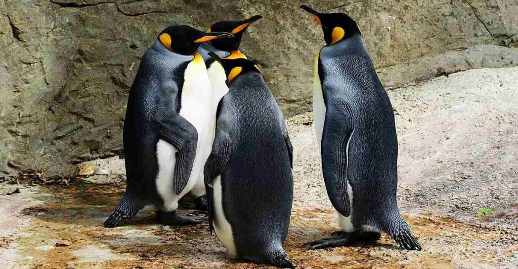 Four Penguins