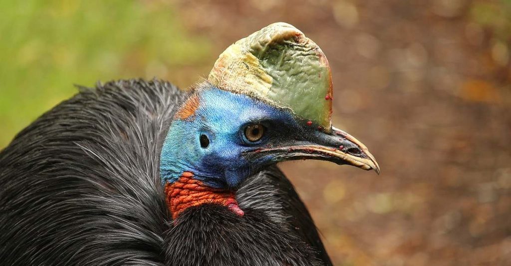 Cassowary 2