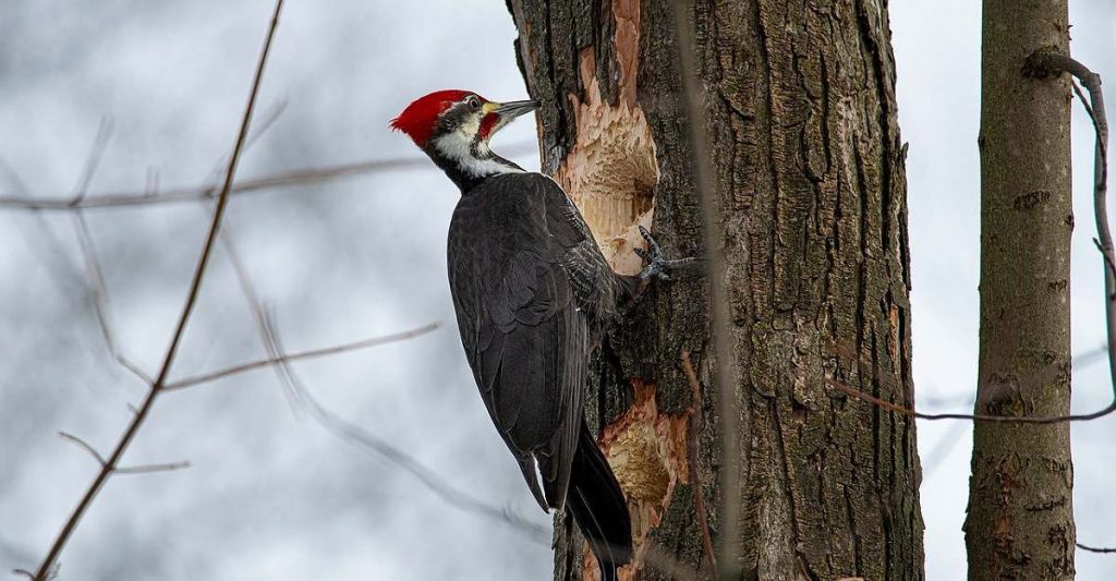 Woodpecker keep Hole in the tree