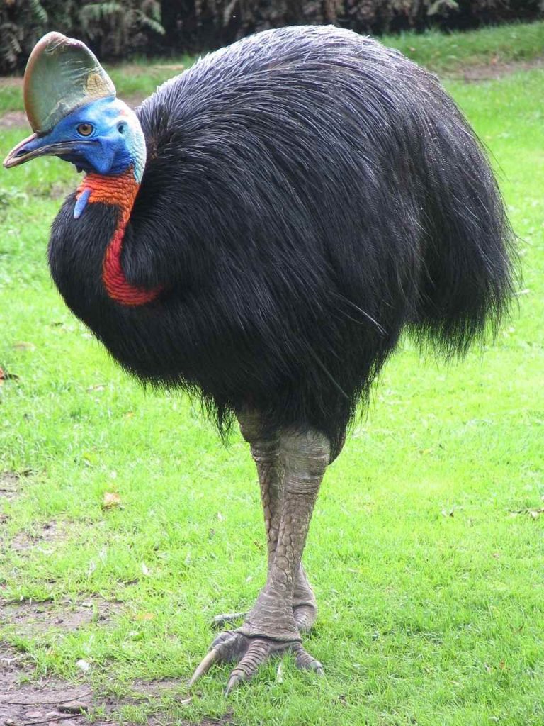 cassowary 31499889431782350174