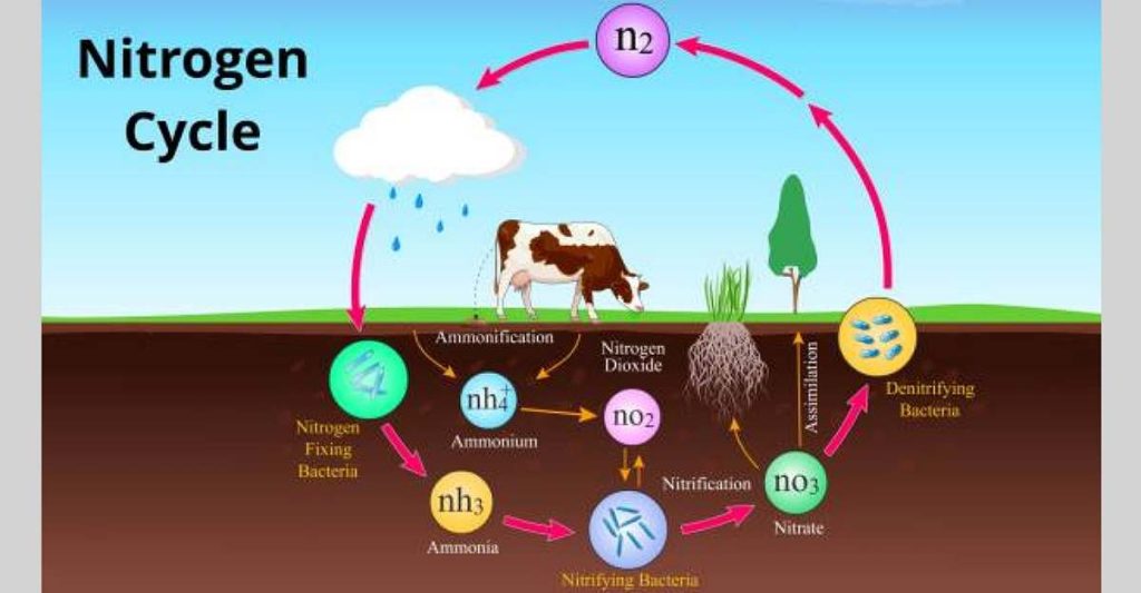 nitrogencycle