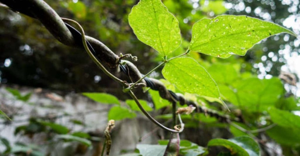 Parasites tree