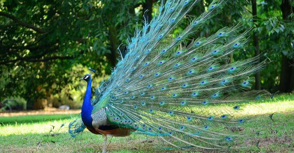 Peacock