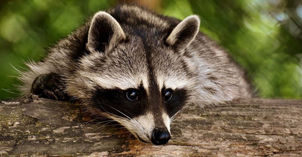 Raccoon