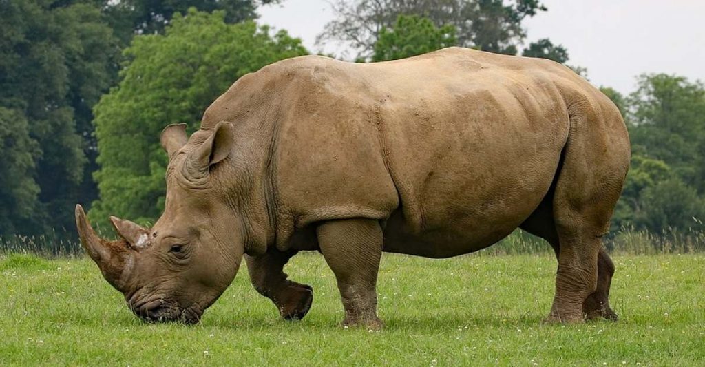 Rhinoceros