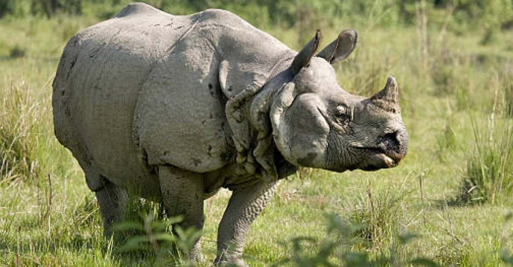 indianrhinoceros6664413647130648195