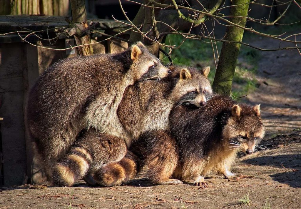 raccoon family1187203181928089264