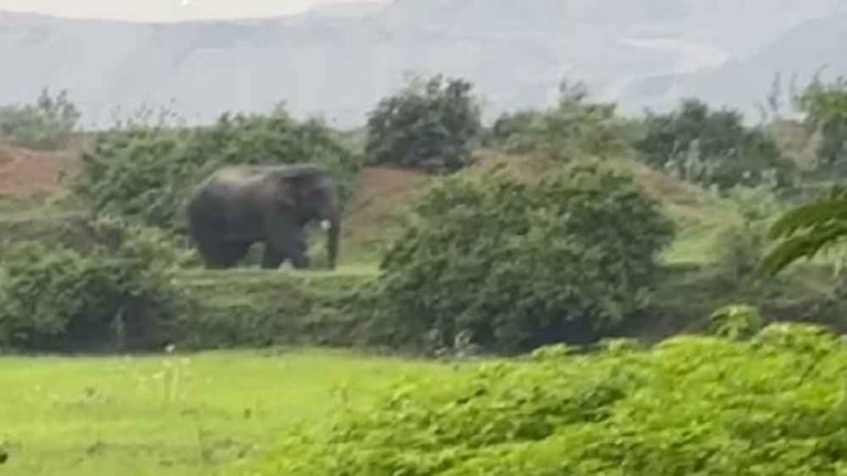 छत्तीसगढ़-कोरबा की कुसमुंडा खदान में दंतैल हाथी के हमले में महिला की मौत