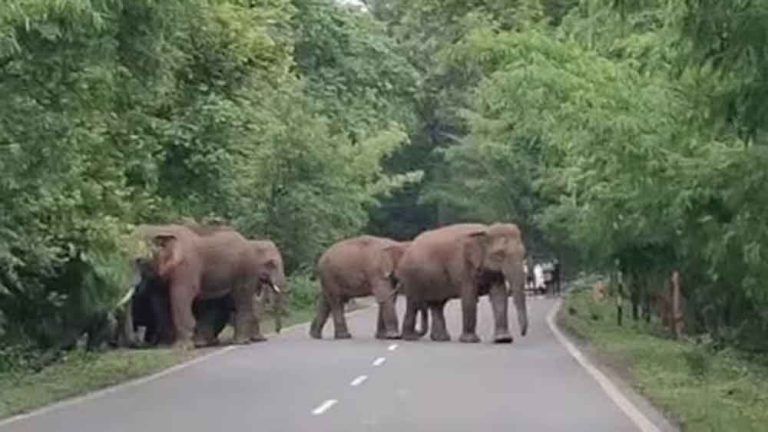 छत्तीसगढ़-रायगढ़ बरसात के दिनों में उत्पाती हाथियों को अपने दल से खदेड़ देती हैं हथिनी