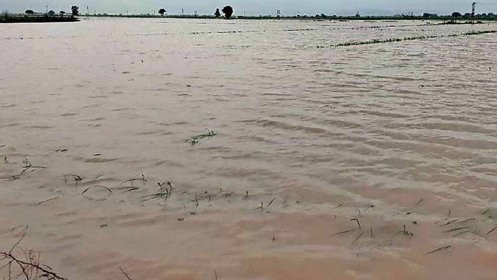 भारी बारिश किसानों की आई आफत, फसलों के खराब होने का सता रहा है डर