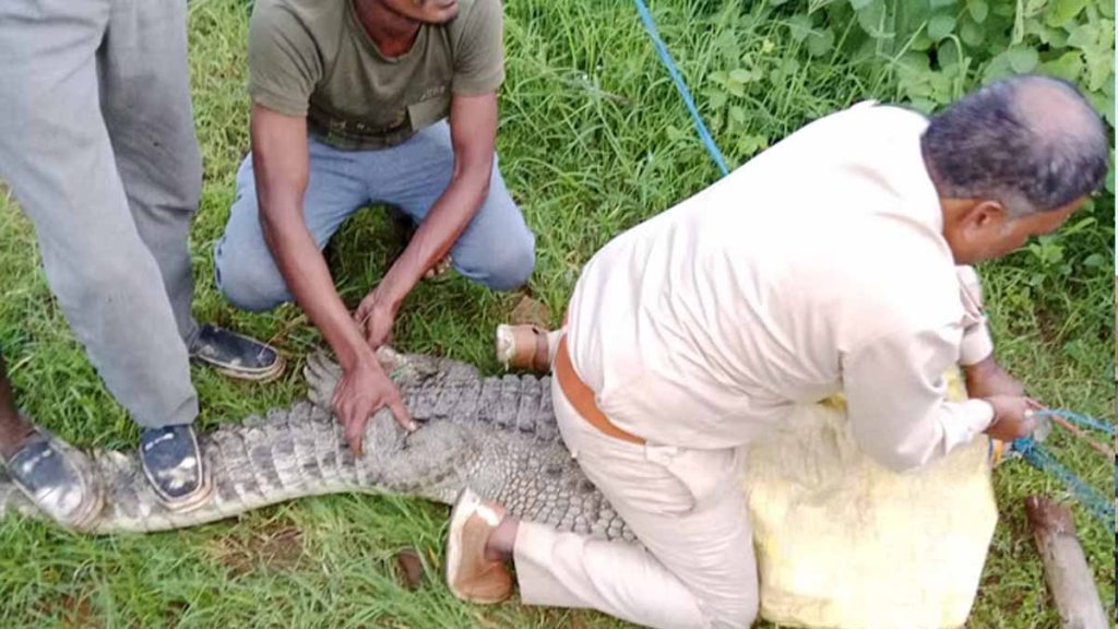 व्यारमा नदी से निकलकर गांव में पहुंचा मगरमच्छ, वन विभाग की टीम ने रेस्क्यू कर तालाब में छोड़ा