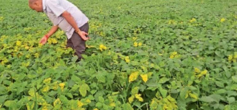 सोयाबीन पर इल्लियों का प्रकोप, पीली पड़ रही पत्तियां, कृषि वैज्ञानिकों ने दी किसानों को सलाहम करे कीटनाशक का छिड़काव