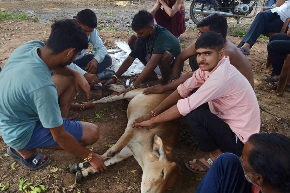 गोवंश हो रही दुर्घटना का शिकार अज्ञात वाहन की टक्कर से फिर एक गोवंश हुई घायल