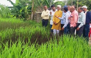 आवारा गौवंश का सहारा बनें किसान रमनलाल साहू