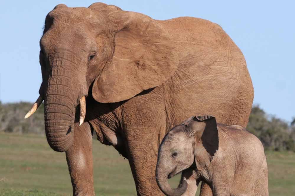 भूख से जूझ रहे लोगों के लिए 200 Elephant को मार रही zimbabwe Goverment