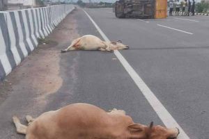 फोरलेन पर तेजरफ्तार पिकप ने गौमाताओं को कुचला पिकप पलटी पाँच गौमाताओं की मौत ड्राइवर घायल