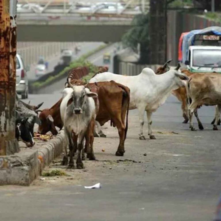 राजस्थान-सीकर में अज्ञात वाहन की टक्कर से तीन गायों की मौत और दो गंभीर घायल