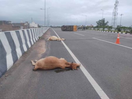 तेजरफ्तार पिकप ने गौमाताओं को कुचला पिकप पलटी पाँच गौमाताओं की मौत ड्राइवर घायल