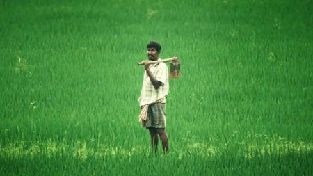 कृषि विभाग ने किसानों को धान की फसल में तना छेदक, बंकी और झुलसा जैसे बीमारियों से बचाव के दिए सुझाव