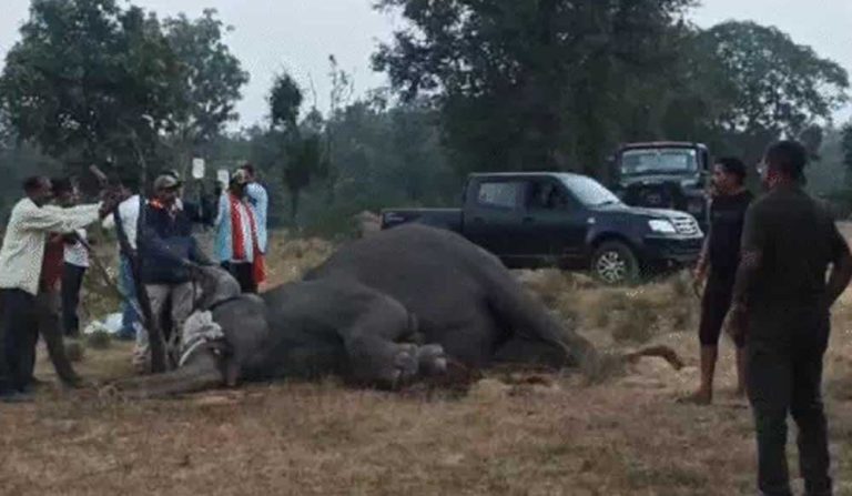 बांधवगढ़ टाइगर रिजर्व में चार हाथियों की संदिग्ध मौत, चार की हालत गंभीर, वन मंत्री ने दिए SIT जांच के आदेश, जहर देकर मारने की आशंका