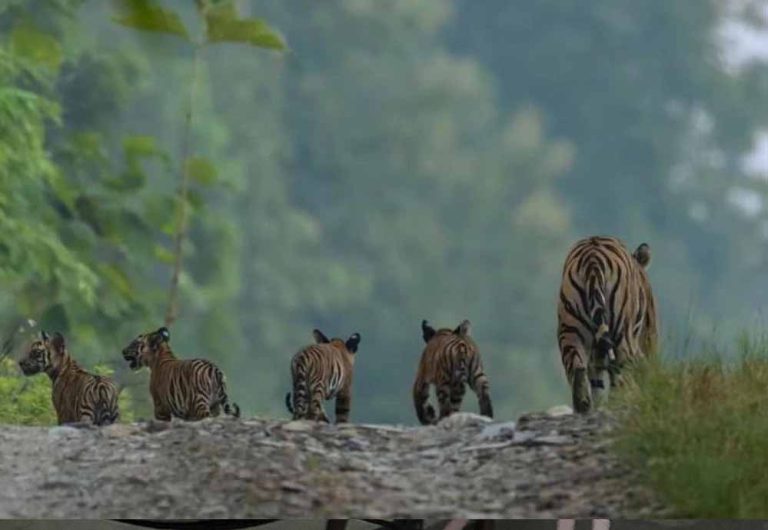 पन्ना टाइगर रिजर्व में 4 शावकों के साथ दिखी बाघिन, बाघों की संख्या अब 90 के पार पहुंची