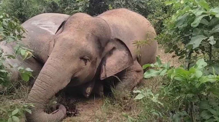 छत्तीसगढ़- रायगढ़ में करंट से हाथियों की मौत पर बीटगार्ड नपे