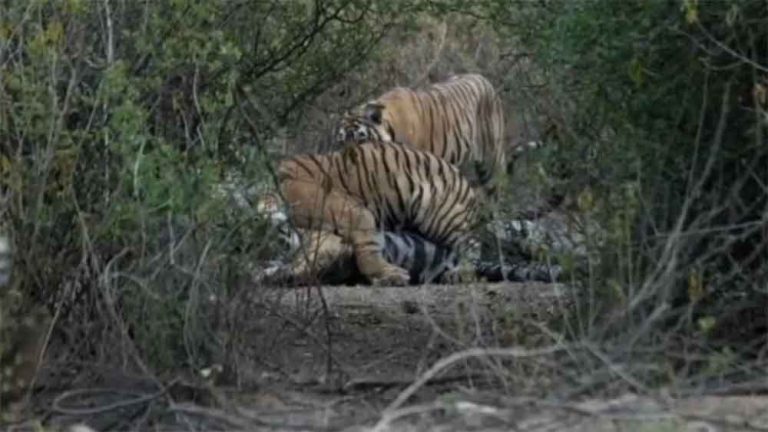 राजस्थान-अलवर के सरिस्का में त्योहारों पर शिकार रोकने 24 घंटे होगी गश्त