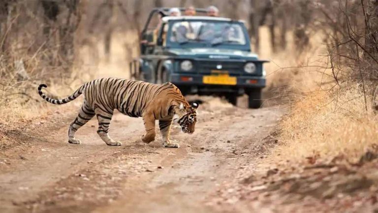 खुले सभी टाइगर रिजर्व, रिजॉर्ट में पर्यटकों की बुकिंग को देखते हुए अगल कुछ दिनों तक बुकिंग फुल