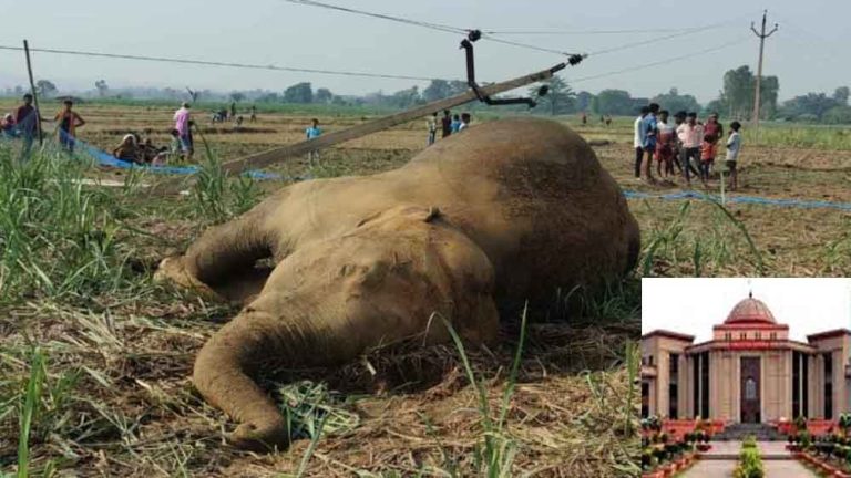 छत्तीसगढ़-रायगढ़ में हाथियों की मौत पर हाईकोर्ट ने विद्युत एमडी से माँगा जवाब