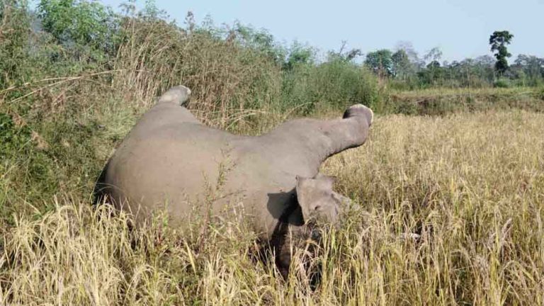 छत्तीसगढ़-मुंगेली में लोरमी जंगल में नन्हें हाथी का संदिग्ध शव मिला