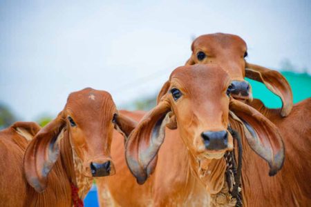 टहलने निकले रिटायर फौजी को गाय ने मारी सींग, उपचार के दौरान उनकी मौत