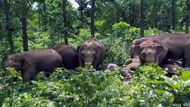 छत्तीसगढ़ के सरगुजा में ग्रामीण इलाके में पहुंचा 35 हाथियों का दल, कड़कड़ाती ठंड में रात भर जागने पर लोग मजबूर