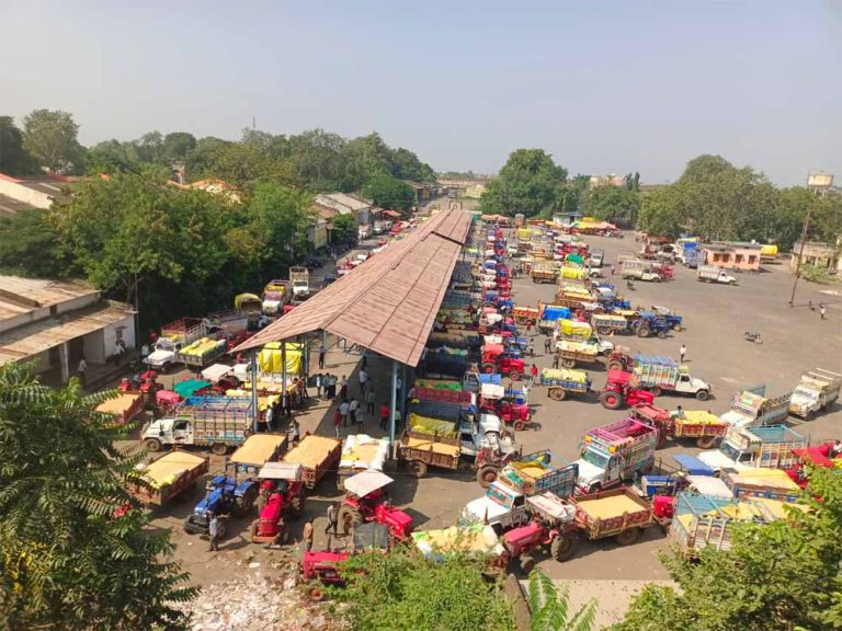 खंडवा मंडी में इन दिनों मक्का की बंपर आवक, एक हजार से अधिक ट्रैक्टर-ट्रॉली लेकर पहुंचे किसान, मिले अच्छे दाम