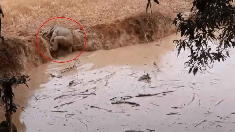 छत्तीसगढ़-रायगढ़ में गड्ढे में घंटों फंसे हाथी के बच्चे को ग्रामीणों ने बचाया