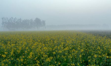 मध्य प्रदेश में रबी फसल को मावठा वर्षा से बड़ा लाभ, जनवरी-मार्च तक बारिश के हैं आसार